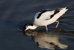 David Plant Photography - Wildlife Photography - Avocet - I